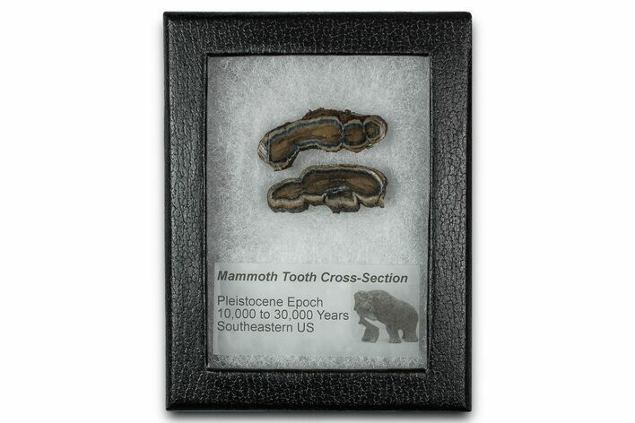 Mammoth Molar Slices With Case - South Carolina #350014